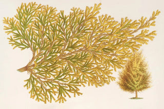Charles Antoine Lemaire - Thuya orientalis Biota var Verschaffeltii.webp