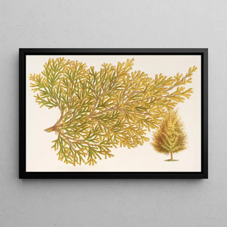 Charles Antoine Lemaire - Thuya orientalis Biota var Verschaffeltii.webp