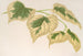 Tilia parvifolia var. fol. varieg. - Charles Antoine Lemaire — widok dzieła