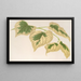Tilia parvifolia var. fol. varieg. - Charles Antoine Lemaire — oprawiony obraz na ścianie