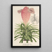 Reprodukcja obrazu Tillandsia Lindeni - Charles Antoine Lemaire