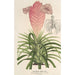 Reprodukcja obrazu Tillandsia Lindeni - Charles Antoine Lemaire