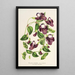 Reprodukcja obrazu Torenia asiatica - Charles Antoine Lemaire