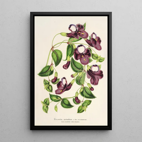 Charles Antoine Lemaire - Torenia asiatica.webp