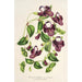 Reprodukcja obrazu Torenia asiatica - Charles Antoine Lemaire