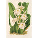 Trichopilia fragrans nobilis - Charles Antoine Lemaire — widok dzieła