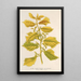 Reprodukcja obrazu Ulmus campestris var aurea - Charles Antoine Lemaire