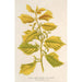 Reprodukcja obrazu Ulmus campestris var aurea - Charles Antoine Lemaire