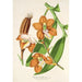 Reprodukcja obrazu Vanda Cathearty - Charles Antoine Lemaire