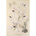 Vanda coerulea - Charles Antoine Lemaire — widok dzieła