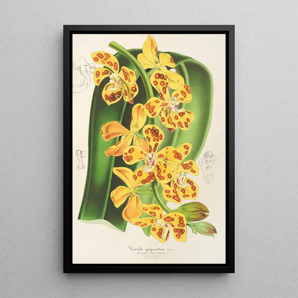 Charles Antoine Lemaire - Vanda gigantea.webp