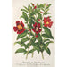 Variétés de Diplacus - Charles Antoine Lemaire — widok dzieła