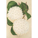 Viburnum plicatum - Charles Antoine Lemaire — widok dzieła
