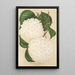 Viburnum plicatum - Charles Antoine Lemaire — oprawiony obraz na ścianie
