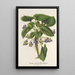 Reprodukcja obrazu Viola arborea Brandyana - Charles Antoine Lemaire