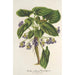 Reprodukcja obrazu Viola arborea Brandyana - Charles Antoine Lemaire