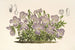 Viola pedata - Charles Antoine Lemaire — widok dzieła