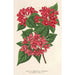 Reprodukcja obrazu Weigelia Middendorffiana var purpurata - Charles Antoine Lemaire