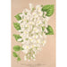 Wisteria sinensis DC var albiflora - Charles Antoine Lemaire — widok dzieła