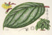 Witheringia pogonandra - Charles Antoine Lemaire — widok dzieła