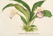 Zygopetalum Warscewiczella marginatum - Charles Antoine Lemaire — widok dzieła
