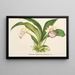 Zygopetalum Warscewiczella marginatum - Charles Antoine Lemaire — oprawiony obraz na ścianie