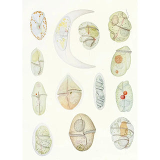 Charles Atwood Kofoid - The freeliving unarmored dinoflagellata pl 2.webp