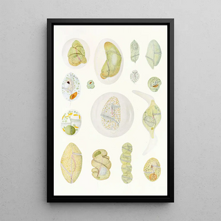 Charles Atwood Kofoid - The freeliving unarmored dinoflagellata pl 9.webp