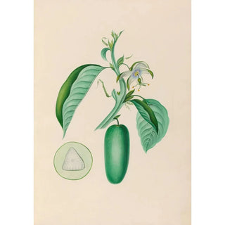Charles Empson - Drawings of tropical flowers and fruits from South America Pl10.webp