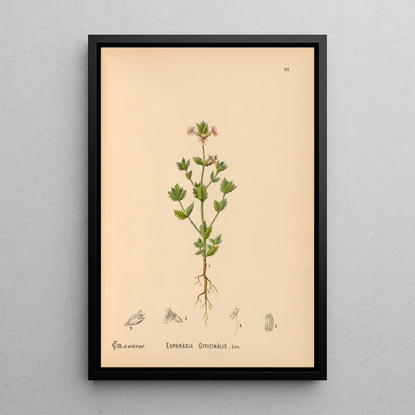 Charles Frederick Millspaugh - Medicinal Plants Pl008.webp