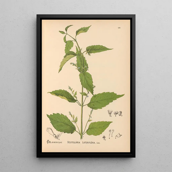 Charles Frederick Millspaugh - Medicinal Plants Pl014.webp
