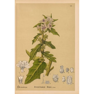 Charles Frederick Millspaugh - Medicinal Plants Pl020.webp