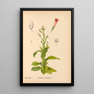 Charles Frederick Millspaugh - Medicinal Plants Pl022.webp
