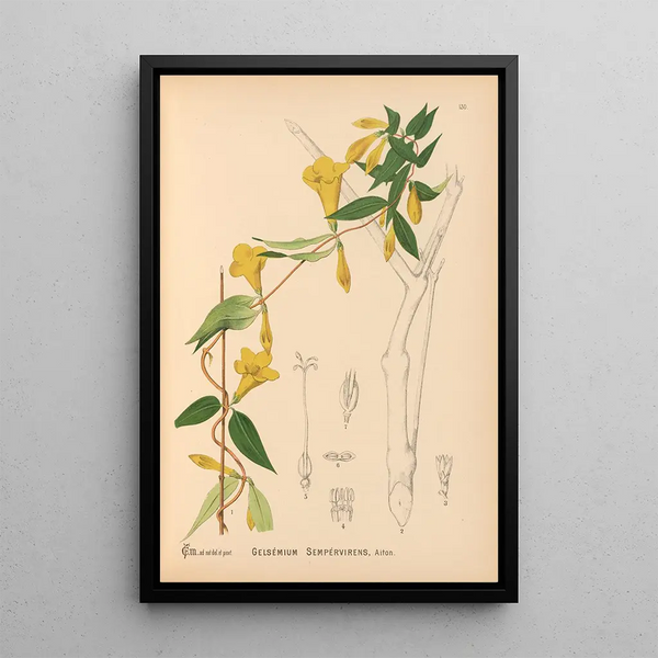 Charles Frederick Millspaugh - Medicinal Plants Pl025.webp