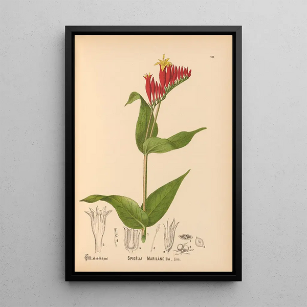 Charles Frederick Millspaugh - Medicinal Plants Pl026.webp