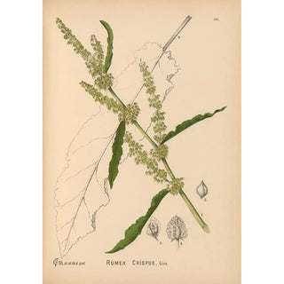 Charles Frederick Millspaugh - Medicinal Plants Pl039.webp