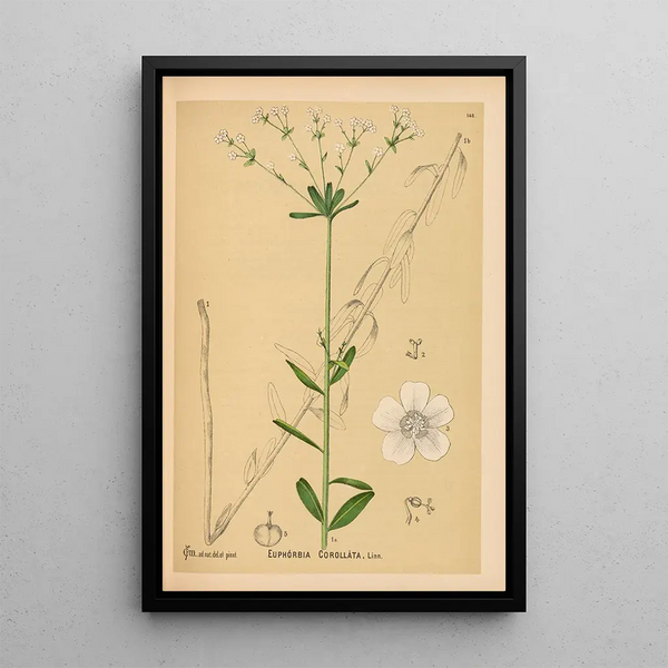 Charles Frederick Millspaugh - Medicinal Plants Pl044.webp