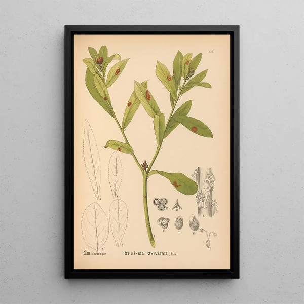 Charles Frederick Millspaugh - Medicinal Plants Pl048.webp