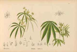 Charles Frederick Millspaugh - Medicinal Plants Pl051.webp