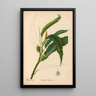 Charles Frederick Millspaugh - Medicinal Plants Pl056.webp