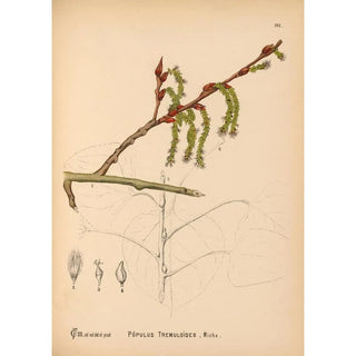 Charles Frederick Millspaugh - Medicinal Plants Pl060.webp