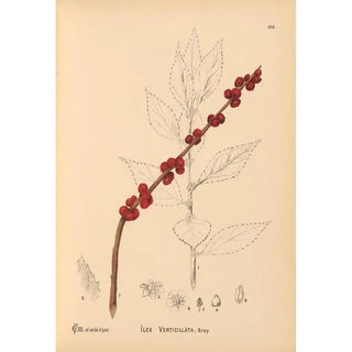 Charles Frederick Millspaugh - Medicinal Plants Pl066.webp