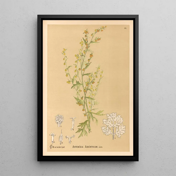 Charles Frederick Millspaugh - Medicinal Plants Pl082.webp