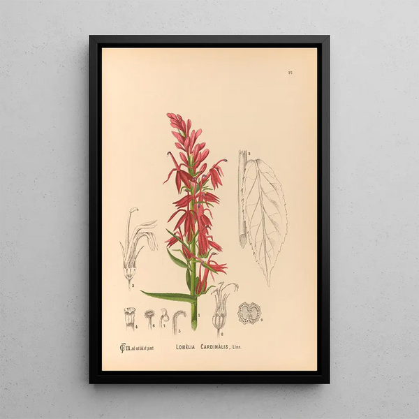 Charles Frederick Millspaugh - Medicinal Plants Pl091.webp