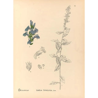 Charles Frederick Millspaugh - Medicinal Plants Pl092.webp