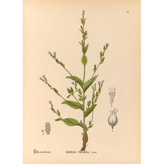 Charles Frederick Millspaugh - Medicinal Plants Pl093.webp