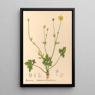 Charles Frederick Millspaugh - Medicinal Plants Pl098.webp