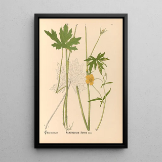 Charles Frederick Millspaugh - Medicinal Plants Pl099.webp