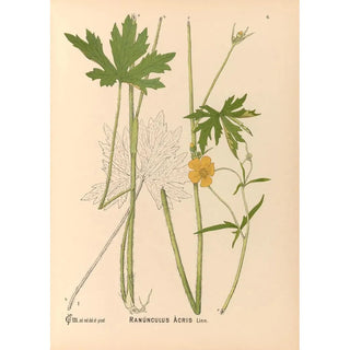 Charles Frederick Millspaugh - Medicinal Plants Pl099.webp