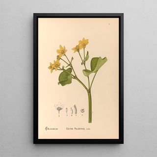 Charles Frederick Millspaugh - Medicinal Plants Pl100.webp